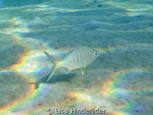 Rainbow Reflections- clear morning in the shallows by Lisa Hinderlider 